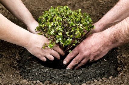 Two people planting a tree in the ground.